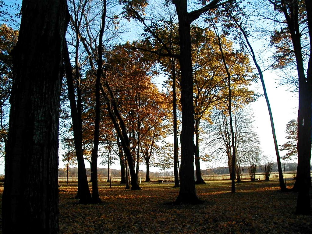 Late afternoon Brigham Park by Chris Petty