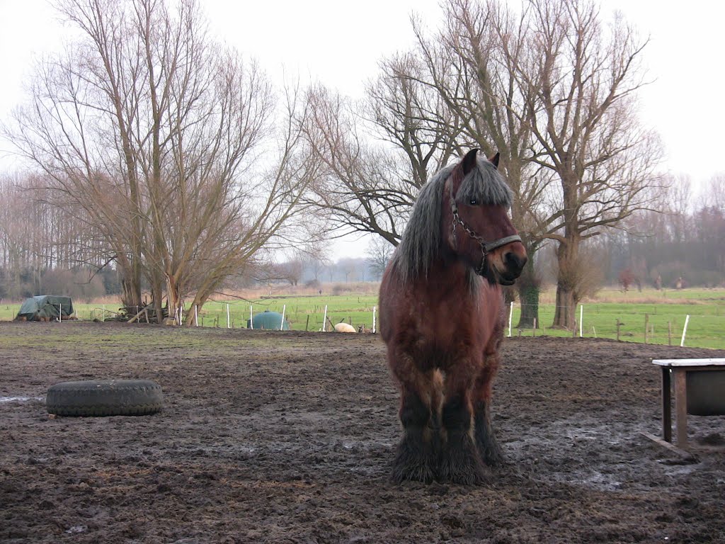 Horse with te name Vera by John de Crom