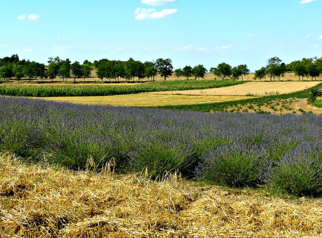 Levendula - Lavender (Lavandula angustifolia) by Tamás Borbély