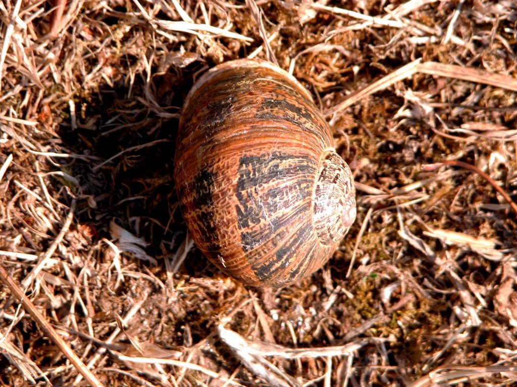 CAMINO DE SANTIAGO (Santiago a Fisterra). 2006. 05. OLVEIROA. Caracol. by Carlos Sieiro del Nido