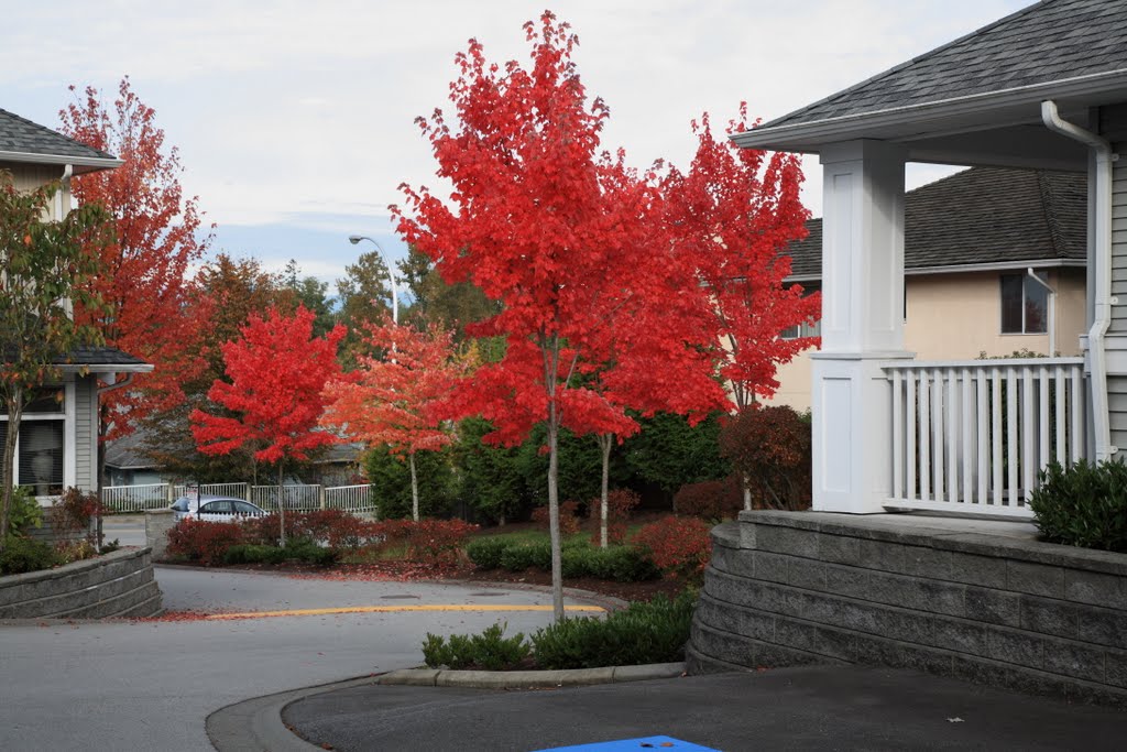 Vancouver, Canada in Autum by phanhop