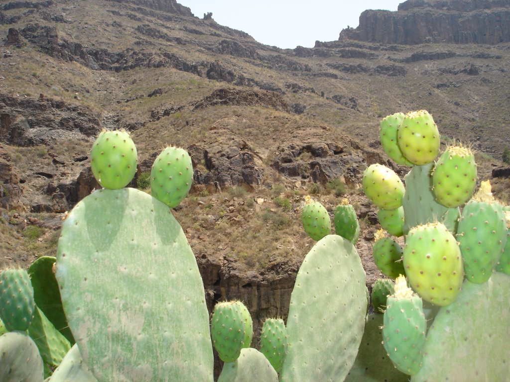 Barranco de Ayagaures by alvaronavi