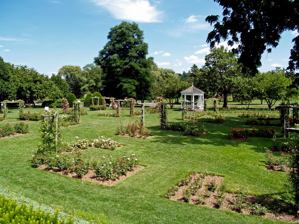 Malcolm Gross Rose Garden by BigBushy