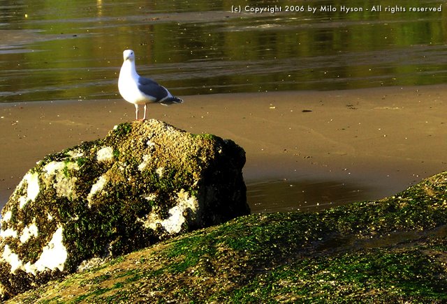 Seagull at Stanley Park by siggimoo