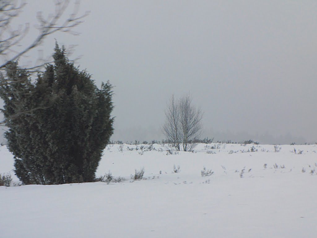 Winterliche Heidelandschaft zwischen Wesel und Undeloh by picotuna