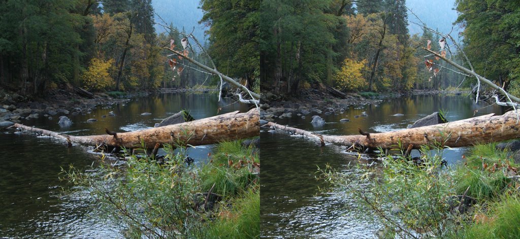 Fallen Cedar near Bridalveil Fall Vista - X-3D by Chip Stephan