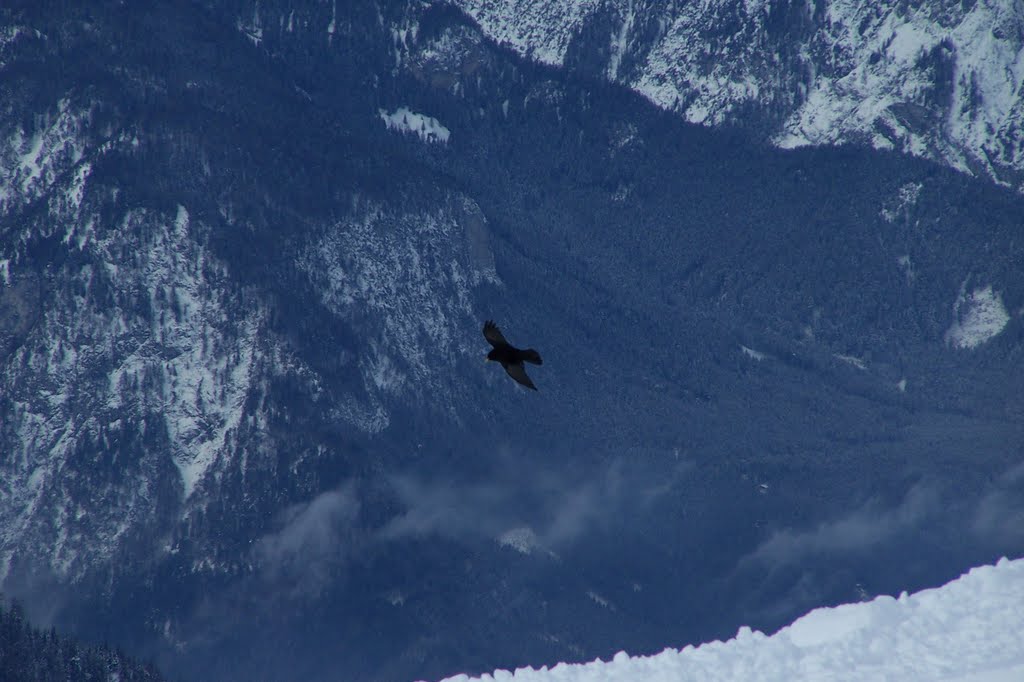 Bird over the abyss / Птица над бездной by kornet