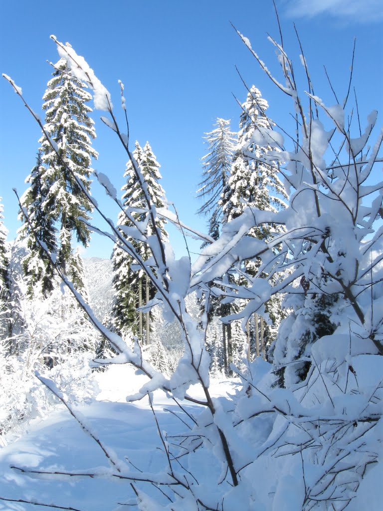 Schnee auf den Zweigerln by Karin.E.D