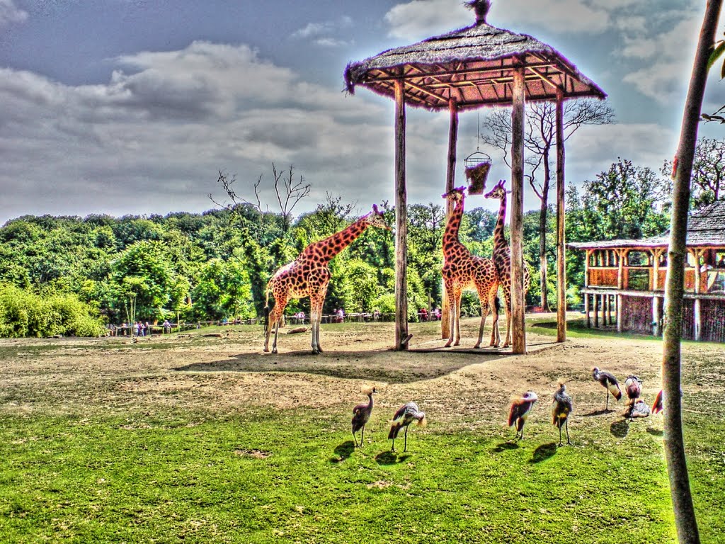 Giraffen im Zoo Amnéville (HDR) by Muhittin Ayhan