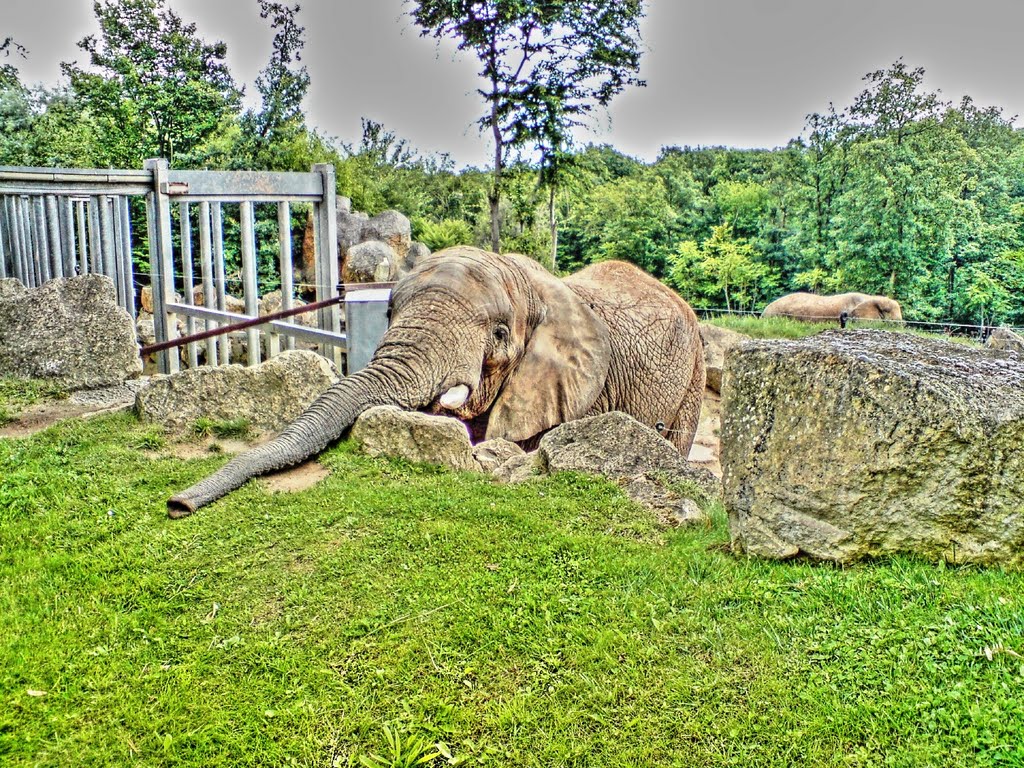 Elefanten im Zoo Amnéville (HDR) by Muhittin Ayhan