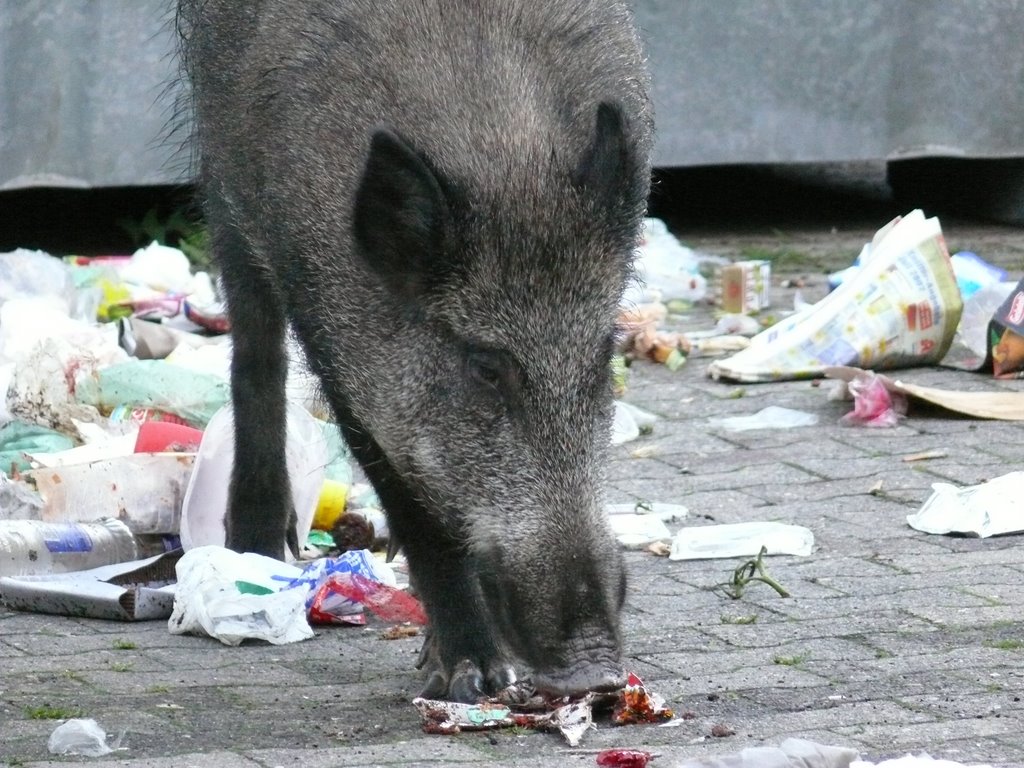 Fast Food für Wildschweine by bartman 575 (bartman…