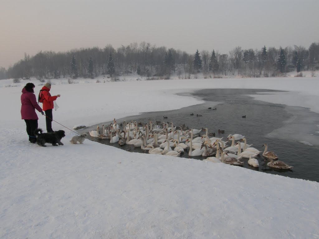 Zimní Stříbrné jezero, 2 (Winter Silver Lake) - krmení labutí (feed of swans) by MAPP HUDRANS