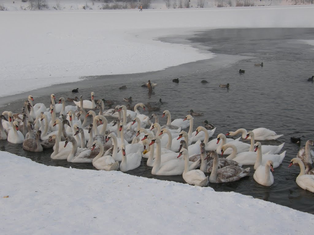 Zimní Stříbrné jezero, 3 (Winter Silver Lake) - ptáci ve vodě a jedna slečna na ledě (birds in water and one young woman on ice) by MAPP HUDRANS