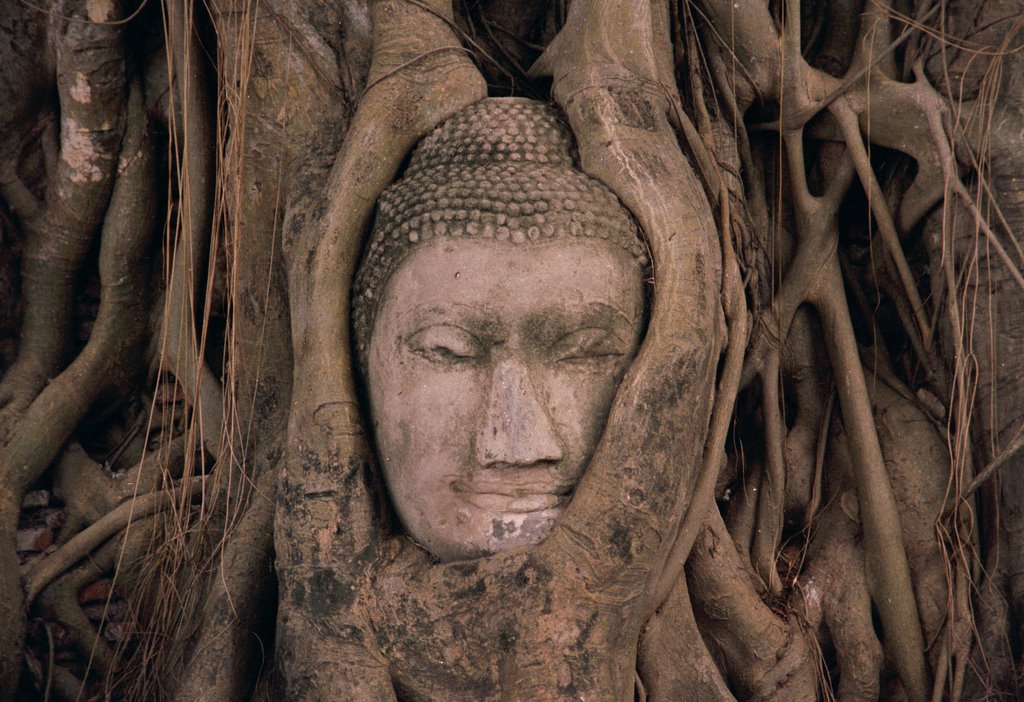 Roots of Buddha by meelharald@hotmail.c…