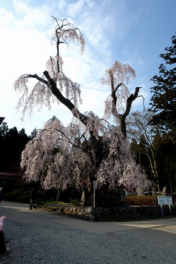 日本三十三枝垂櫻 葉山神社 白兎の枝垂櫻 by ♞