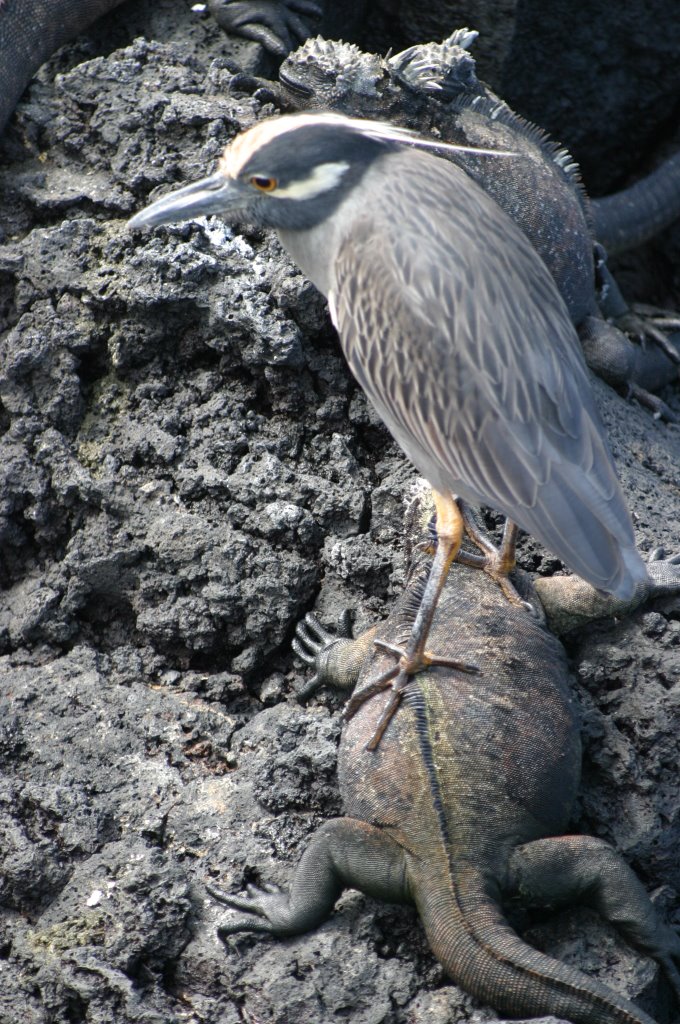 Yellow-crowned Night Heron has piggy back from Marine Iguana by Huw Harlech