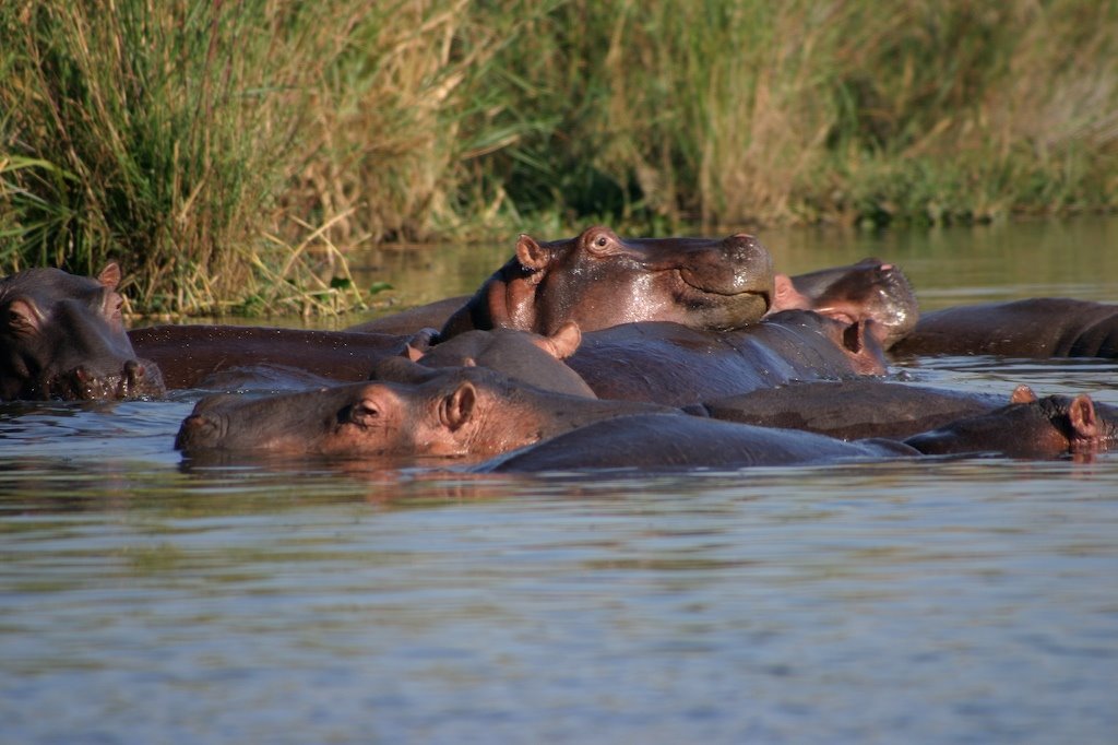 Hippos in the Shire, near Mvuu, Liwonde by Dr. Thomas Wagner