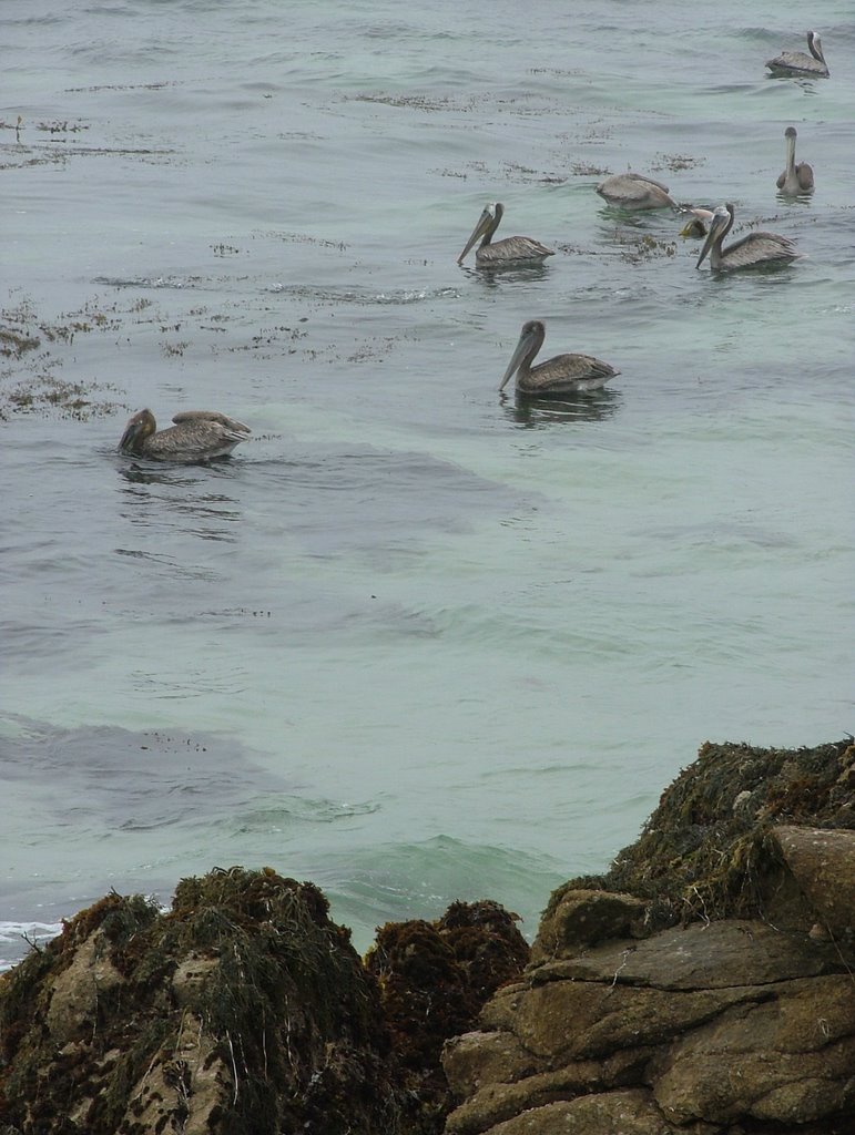 Pelicans near bird rock by Archibaldo