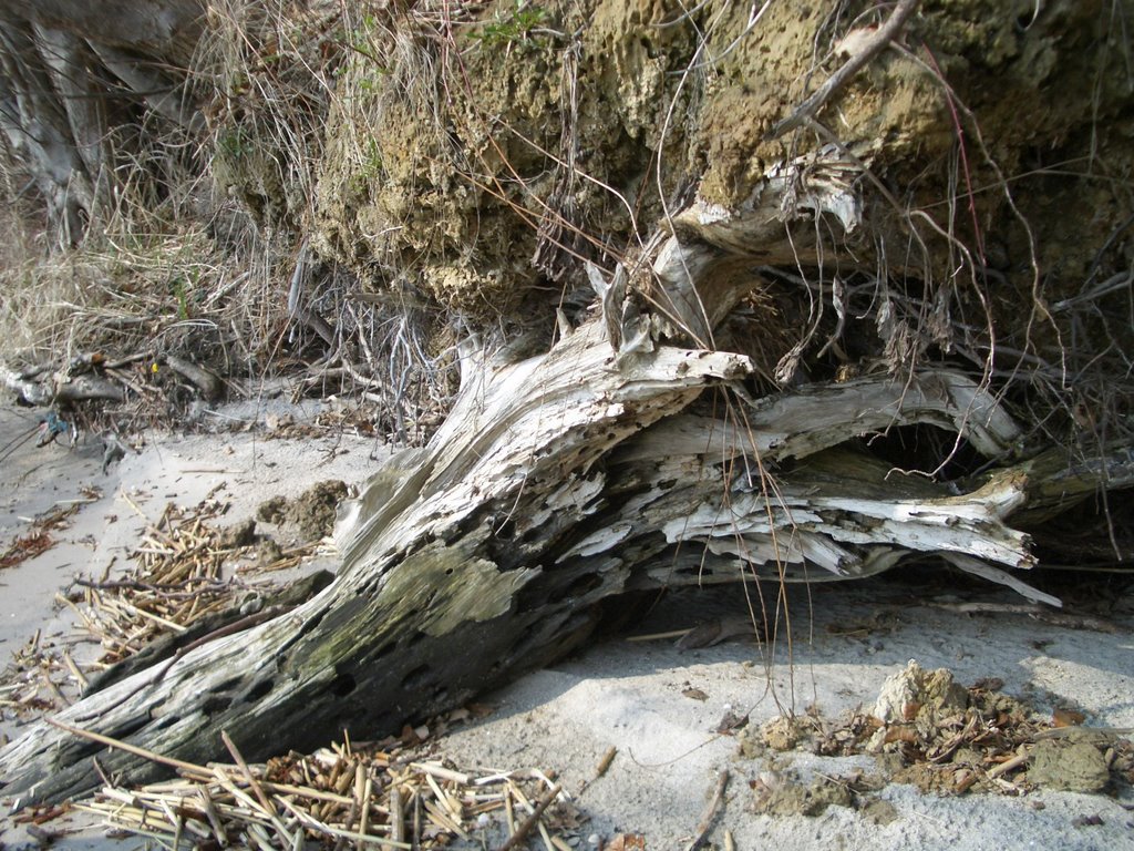 Totholz am Kleinen Haff by Steinbock-FeWo