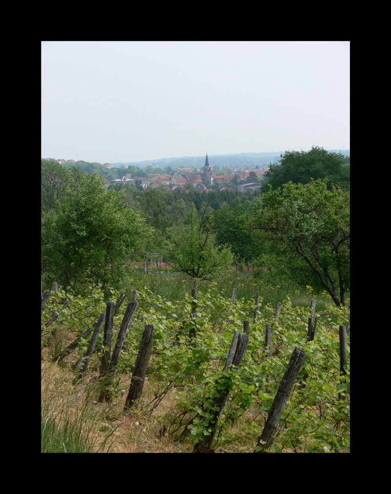 Vignes au Cognelot (Chalindrey) by Fabrice Aubriet