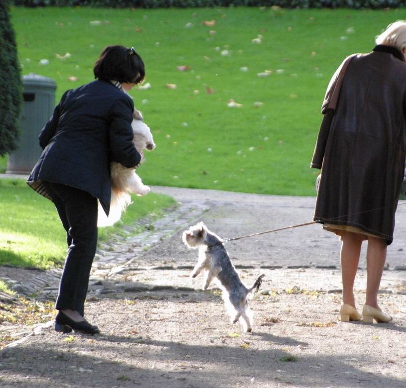 Brussels pet owners by Robert Gulyas