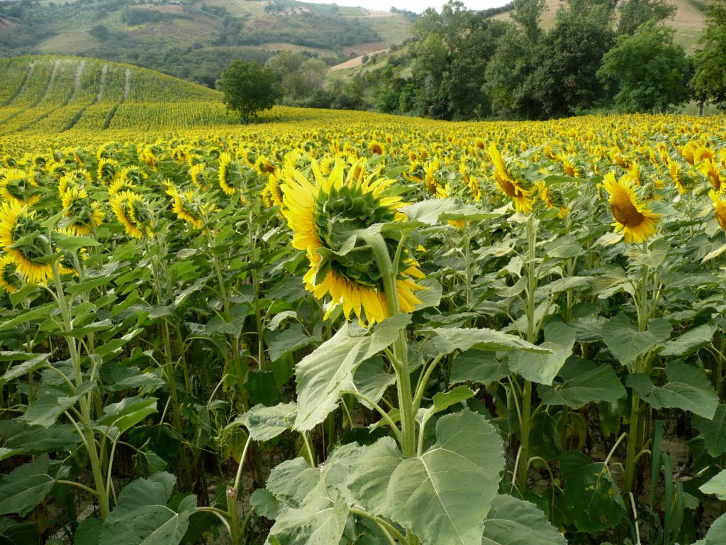 Girasoli, Sunflowers, Sonnenblumen by pizzodisevo