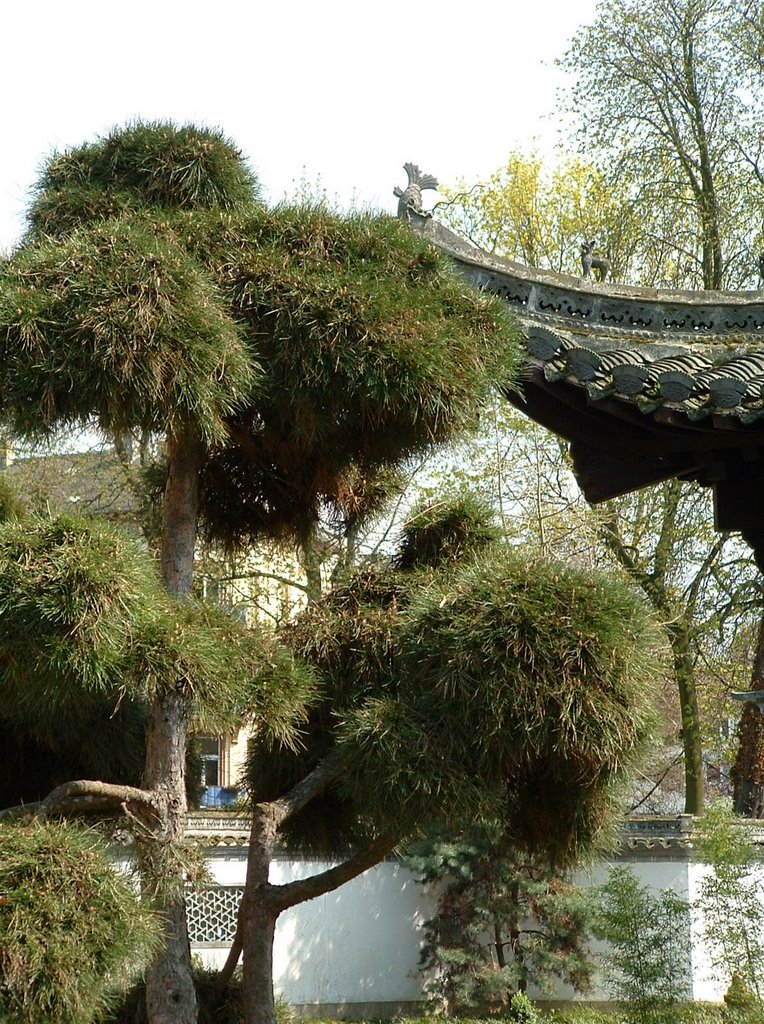 Baum im Chinesischen Garten by Stokrotkanna