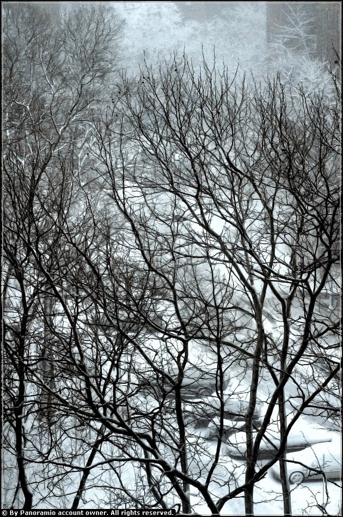 Snow Storm - Stuyvesant Town, NYC - 10 February 2010 by LuciaM