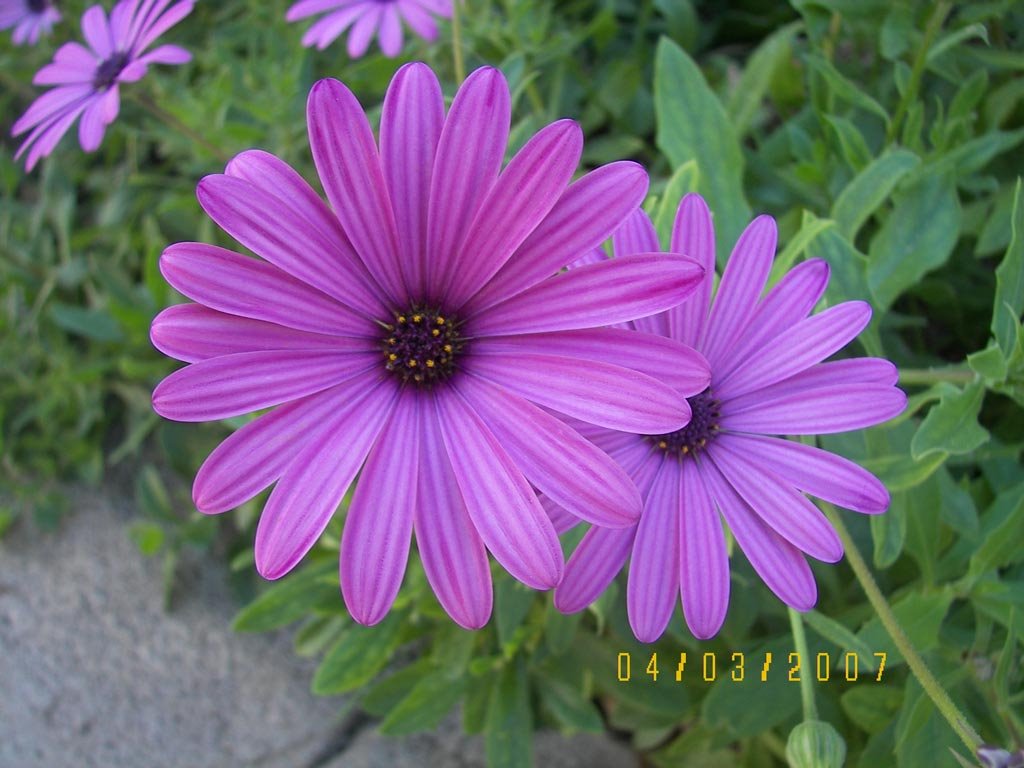 Margaritas lilas en elpasillo del jardin comunitario de la ResidencialLa Provenza. Casa de mi hermana. 'El Titi' by Francisco Granados