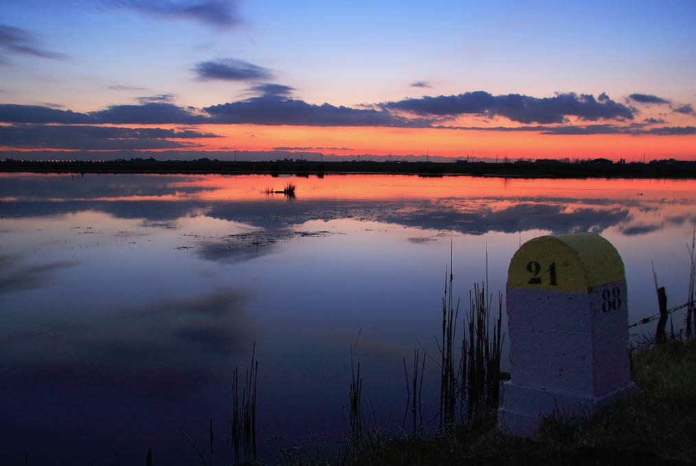 Sur le bord de la route, en direction de Bouin... by Ph. POUVREAU