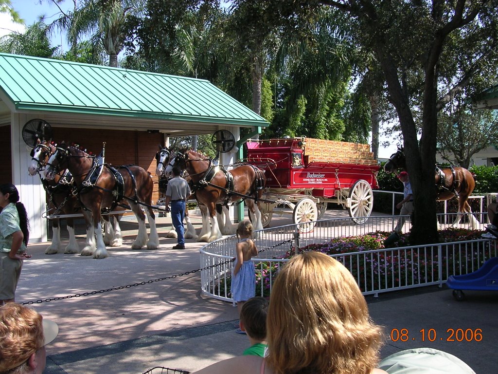 Budweiser Brewery Dray by camrat