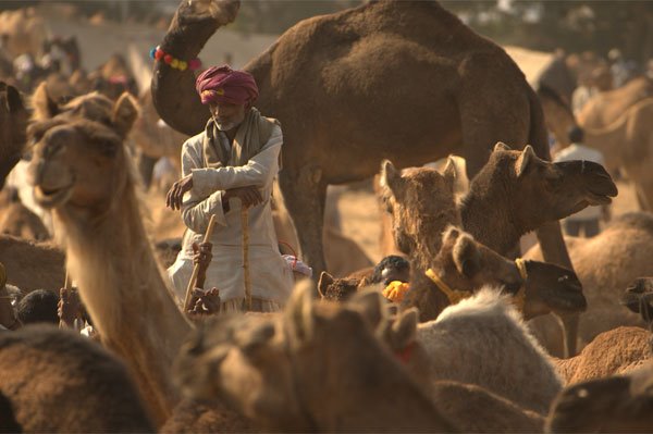 Pushkar Fair by qbavsop