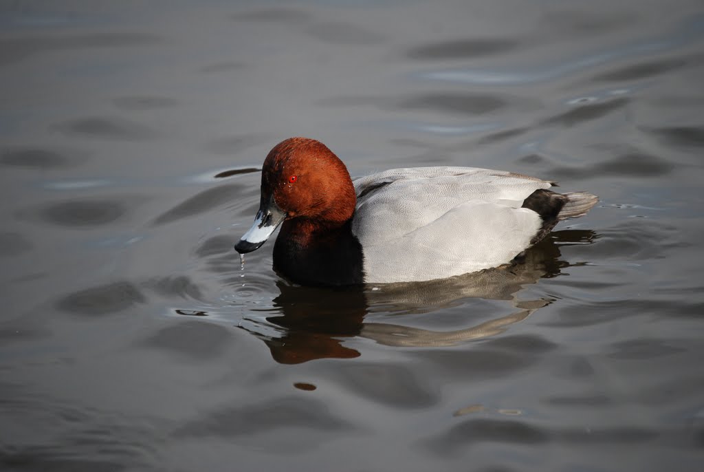 Pochard (male) by Unda J.