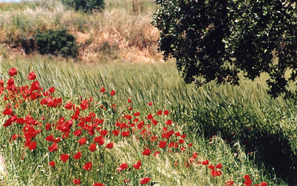 Amapolas en Posadilla by Braulio Tobes