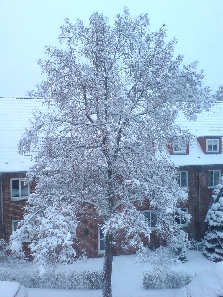 Tree in Ice by Marie 10