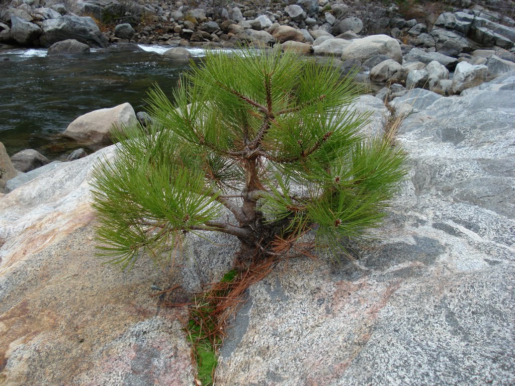 Bonsai by lionelayo