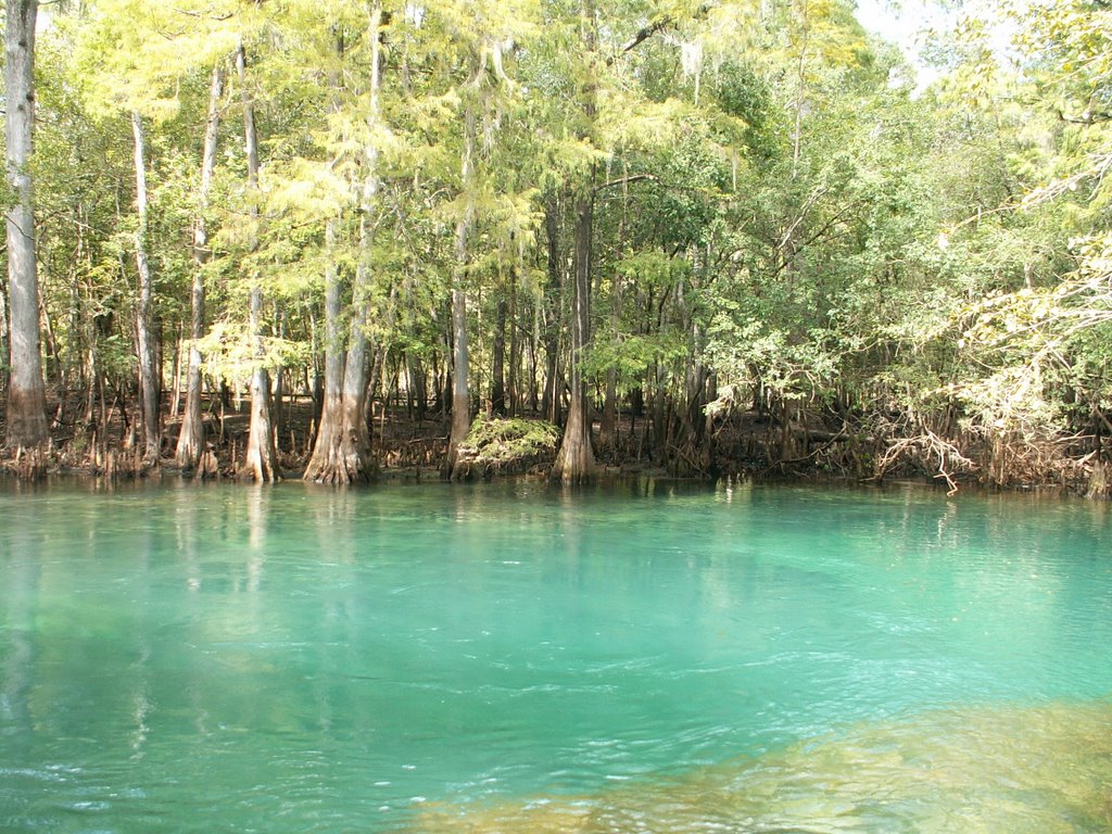 Manatee Springs State Park by Jörgen N