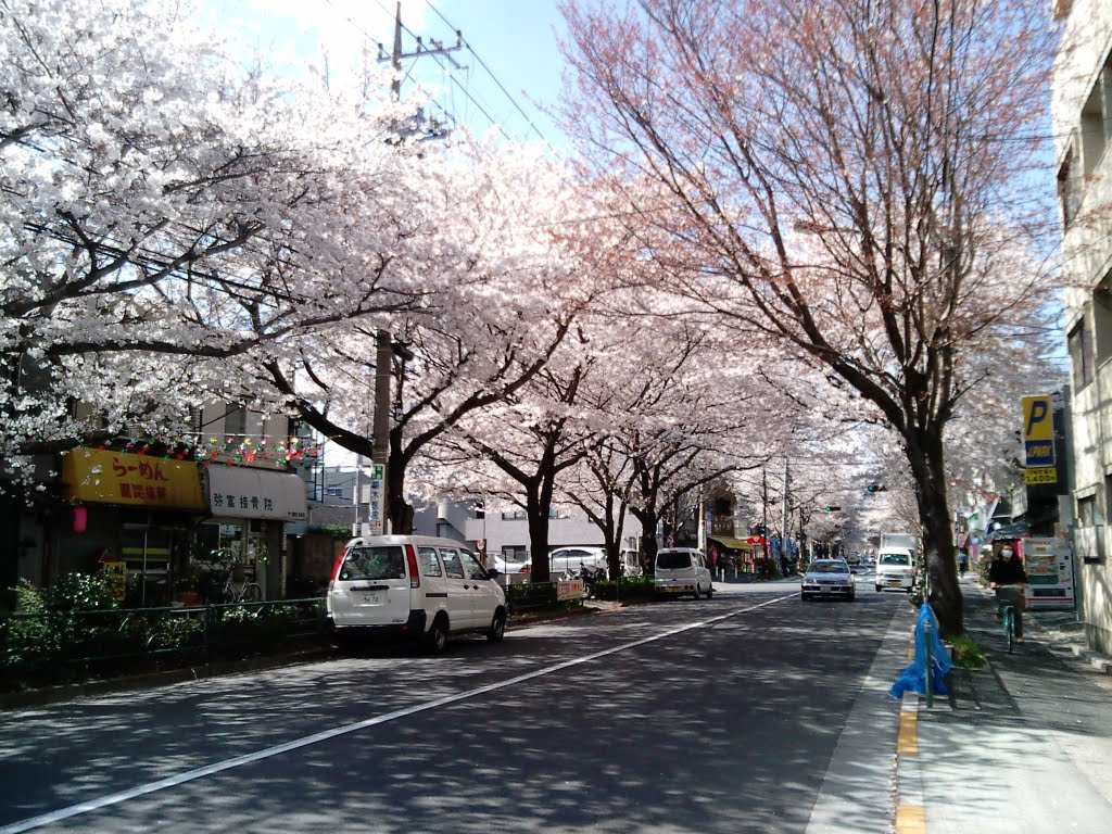 4/1/2008 Cherry blossoms in front of my apartment by 希代