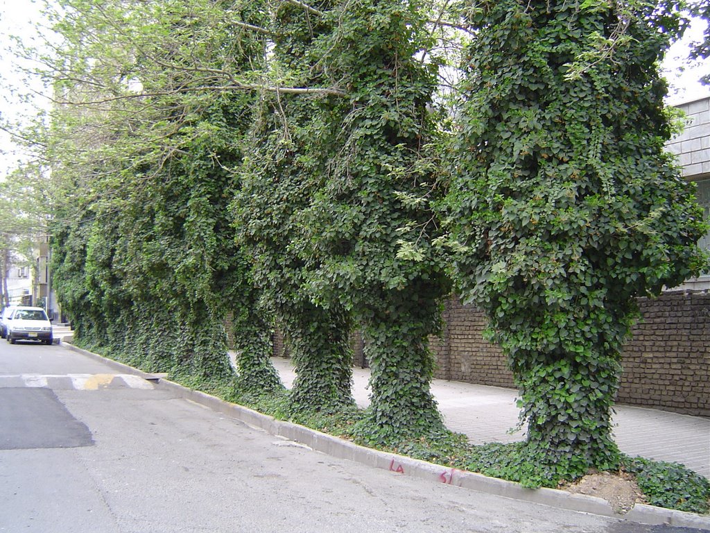 View of Hoseini Street, Tehran | خیابان حسینی by Alireza Ajam