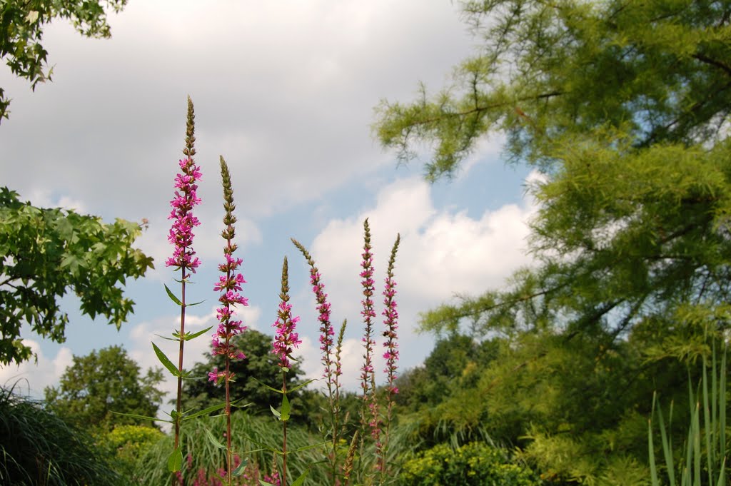 Im Botanischen Garten Freigelände by foto-hermann