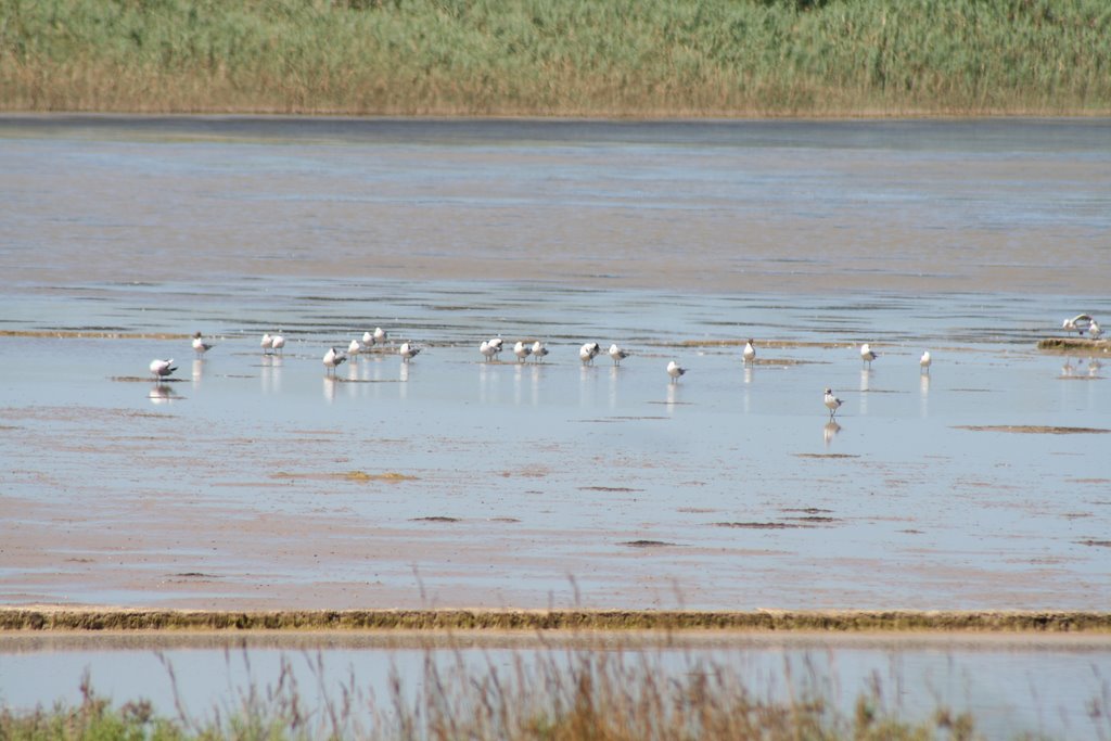 Le Saline by Taverniti