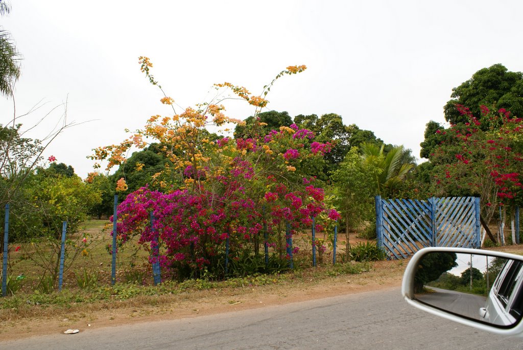 Flores na comunidade de Pai André by Nélio Oliveira