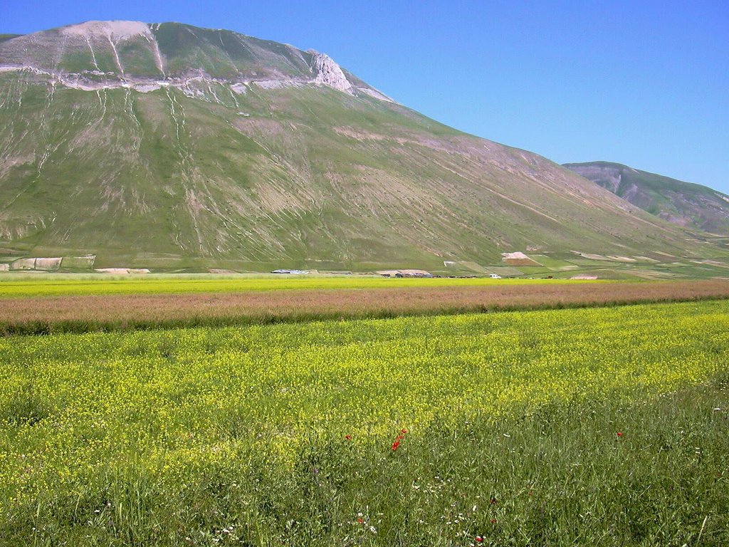 Castelluccio di Norcia_fiori_03 by Fabio Roman