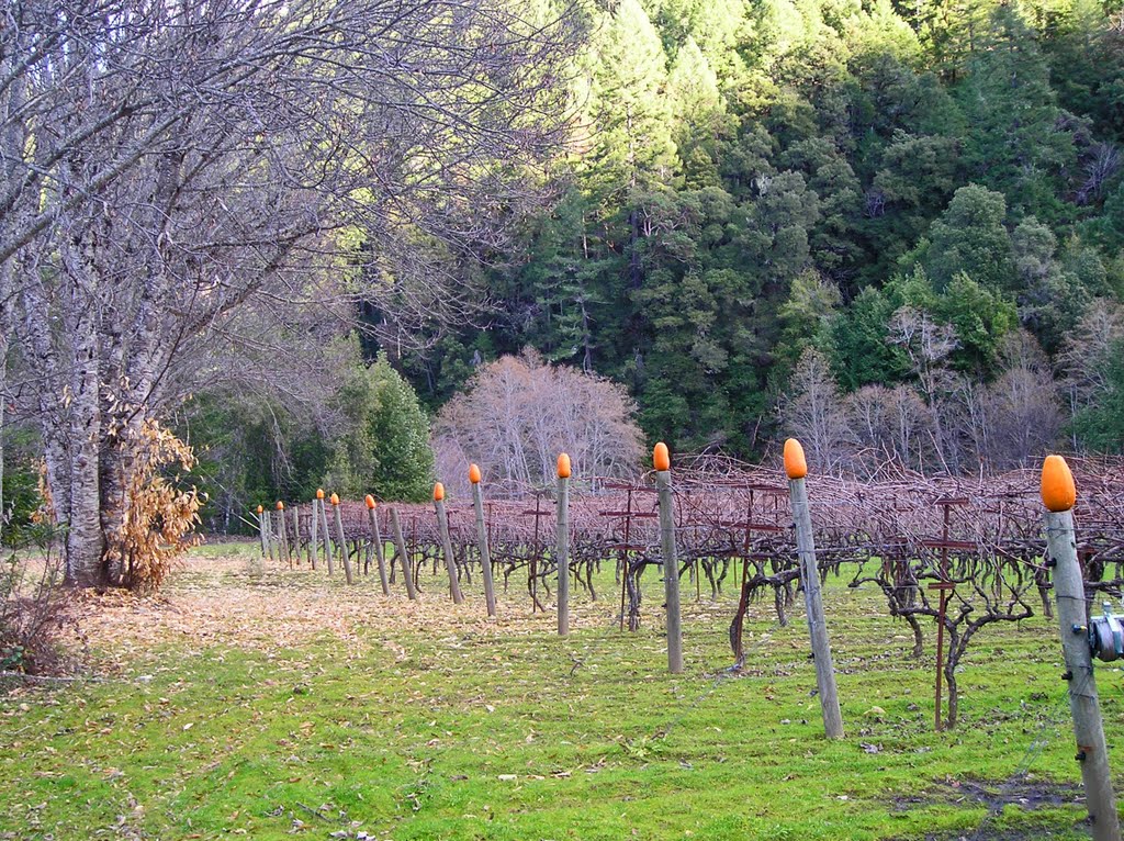 Coates Vineyard in Fall by Ken Malcomson