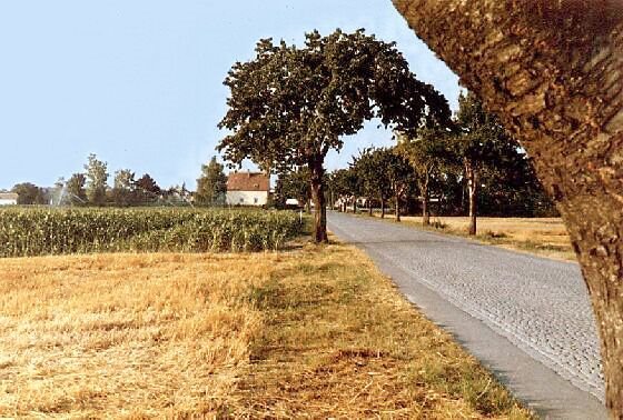 Near Leopoldsdorf/Marchfeld by rosenecker