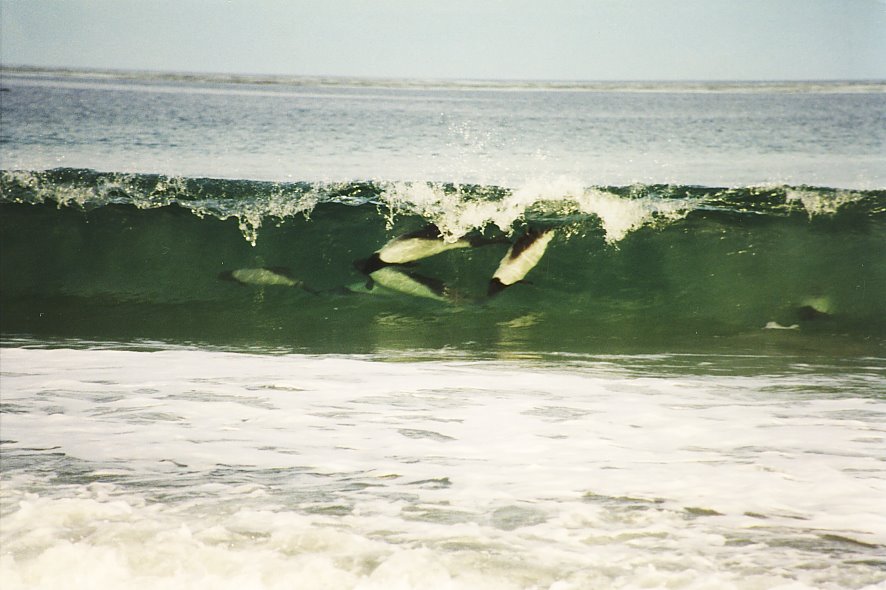 Commerson Dolphins on Berthas Beach by Huw Lewis