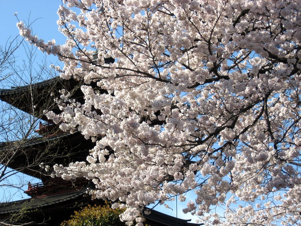 Honmonji temple (Ikegami) by alpineclimber