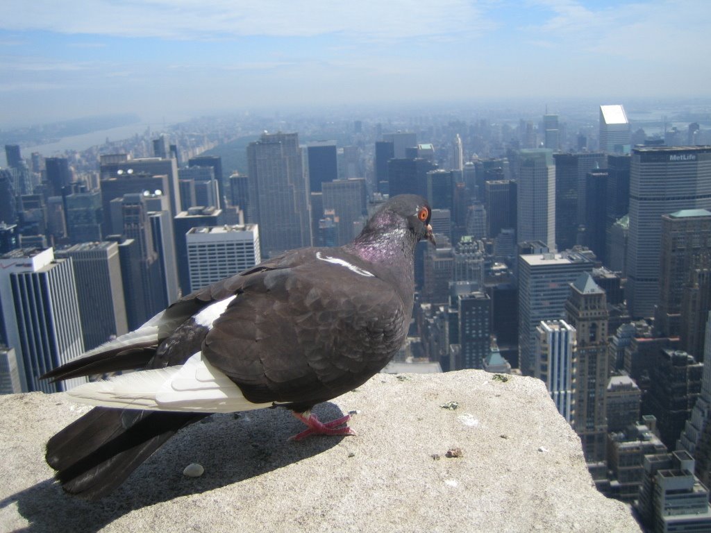 Pigeon on Empire State Building by Xophe&Swoozie