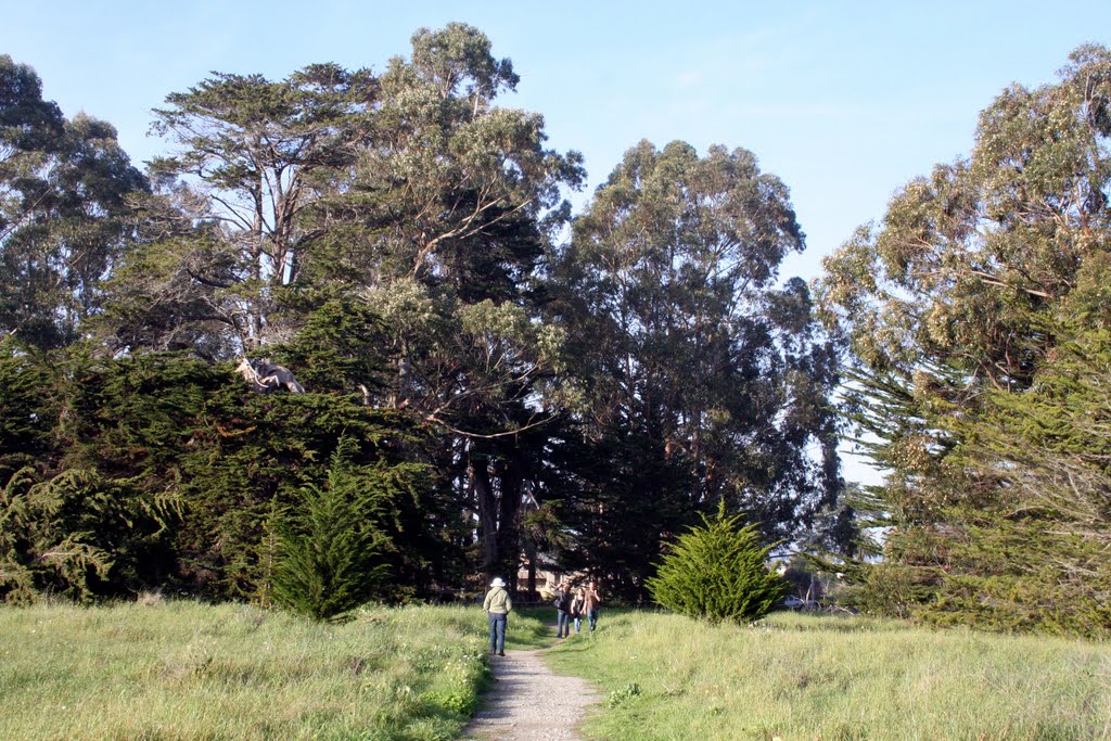 Lighthouse Field, Santa Cruz - Eucalyptus grove by Edward Rooks