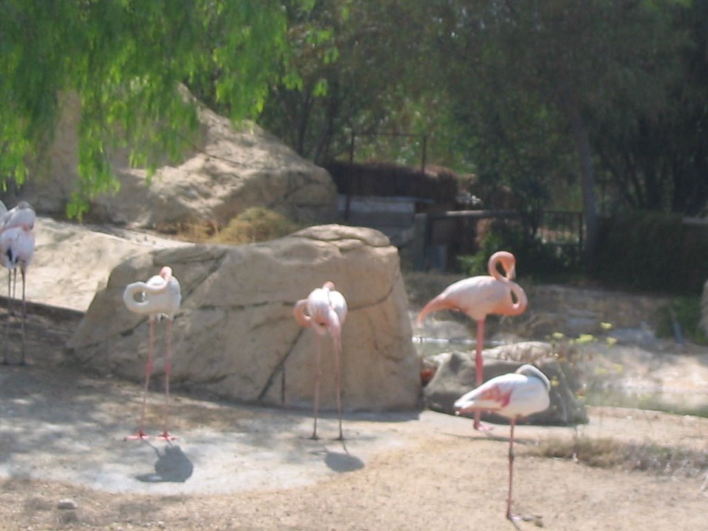 Flamingos - Friguia Animal Park by Cristina Sofia Olive…